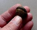 Salagram-Ammonit